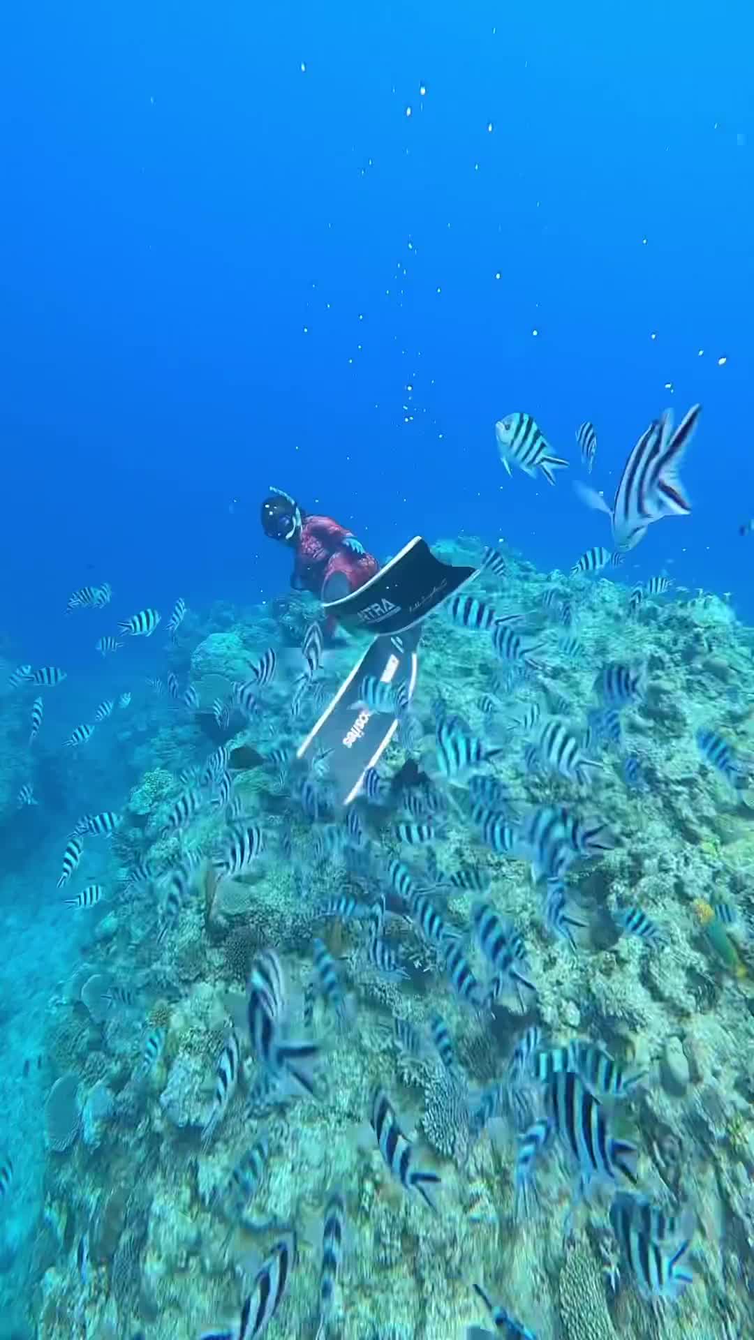 ロクセンスズメダイと泳ぐ沖縄の美しい海