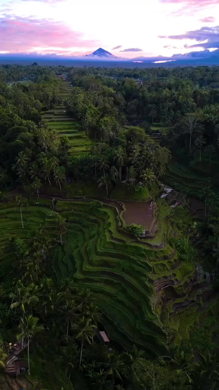 Beautiful Sunrise at Tegallalang Rice Terrace, Bali