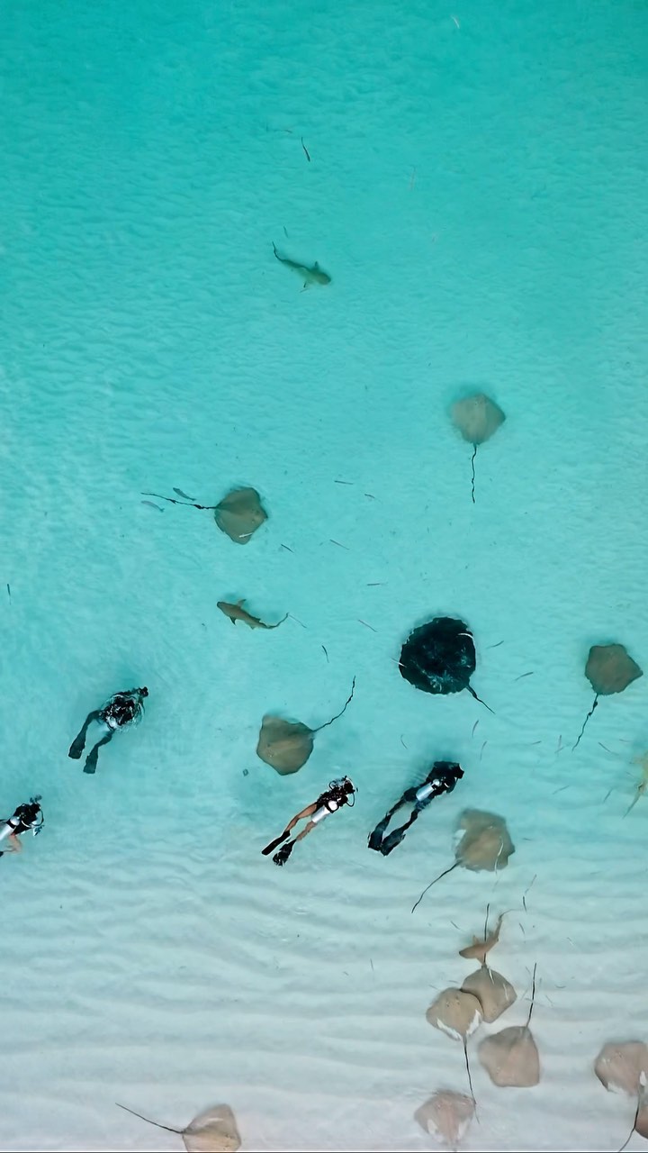 Best house reef dive in entire Baa Atoll 
📍 @oceanfanaticsreethibeach @reethibeachresort 
#Maldives #BaaAtoll #stingray #shark