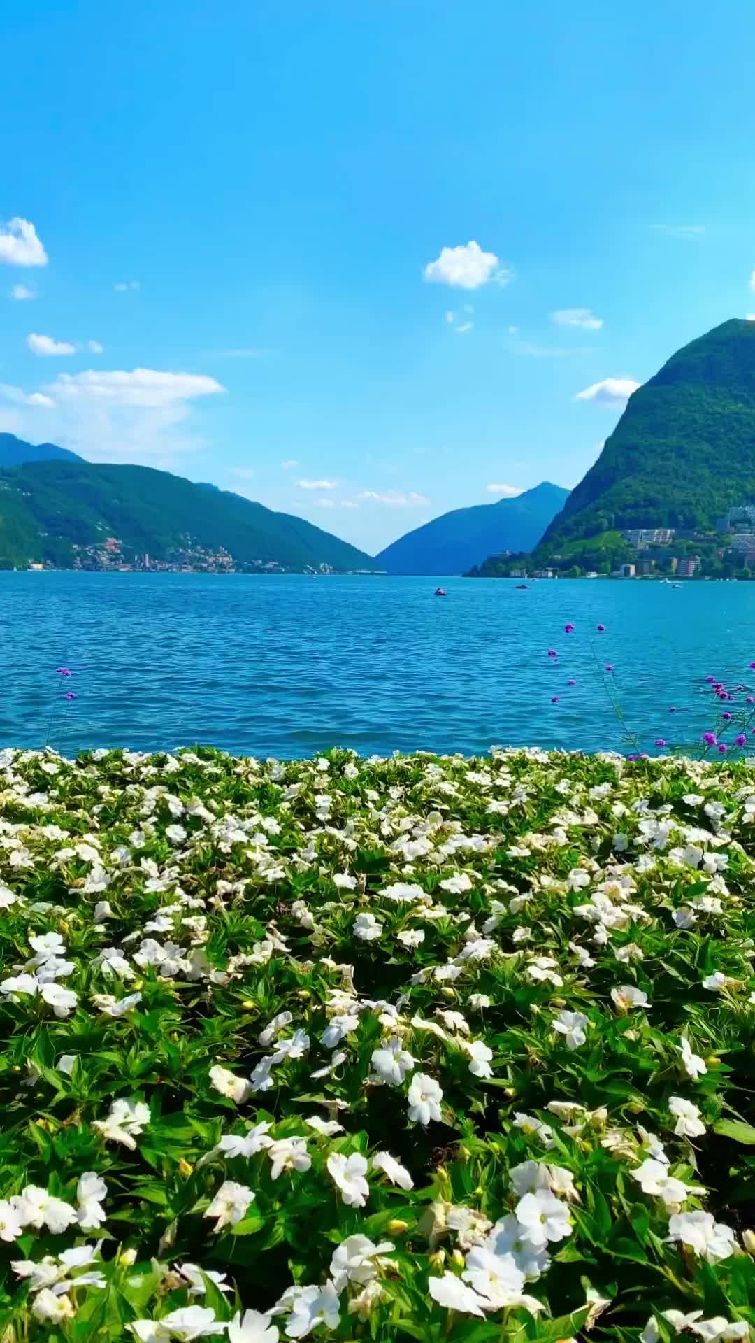🇬🇧🇮🇩⬇️ LUGANO🇨🇭BEST PHOTO LOCATION 

❤️Follow @syifa_in_switzerland for your Swiss inspirations 

❤️Save & share this video for your Swiss future trip

🇬🇧⬇️🇮🇩Ini adalah pemandangan danau Lugano yang terletak di Kanton Ticino, Swiss.

🌸Kanton di Swiss yang berbahasa Italia

🌸Lugano merupakan kota terbesar di Kanton Ticino

🌸Lokasi: Parco Ciani, Taman Tepi Danau dengan taman & pemandangan

🌸Lokasi persis video: di dekat Cancello sul lago di Lugano

 🌸Waktu terbaik untuk berkunjung : Waktu musim panas, video ini diambil pada awal Juli

🌸Waktu tempuh: Zurich- Lugano 2 jam dengan kereta

🇬🇧🇬🇧🇬🇧This is a view of Lake Lugano located in the Canton of Ticino, Switzerland.

 🌼Italian-speaking Swiss Canton

 🌼Lugano is the largest city in the Canton of Ticino

🌼Location: Parco Ciani, Lakefront Park with garden & views

🌼Exact video location: nearby Cancello sul lago di Lugano

🌼Best time to visit : Summer time, this video taken in early July

🌼Travel time: Zurich- Lugano 2 hours by train

#lugano #naturelandscape #flowerlovers #flowerpower #İsviçre #ticino #tessin #swissblogger #swissview #switzerlandwonderland #switzerlandcolors #switzerland_vacations #switzerland_destinations #switzerland #swiss #myswitzerland #switzerlandtourism #swisstourism #switzerlandtrip #bestofswitzerland