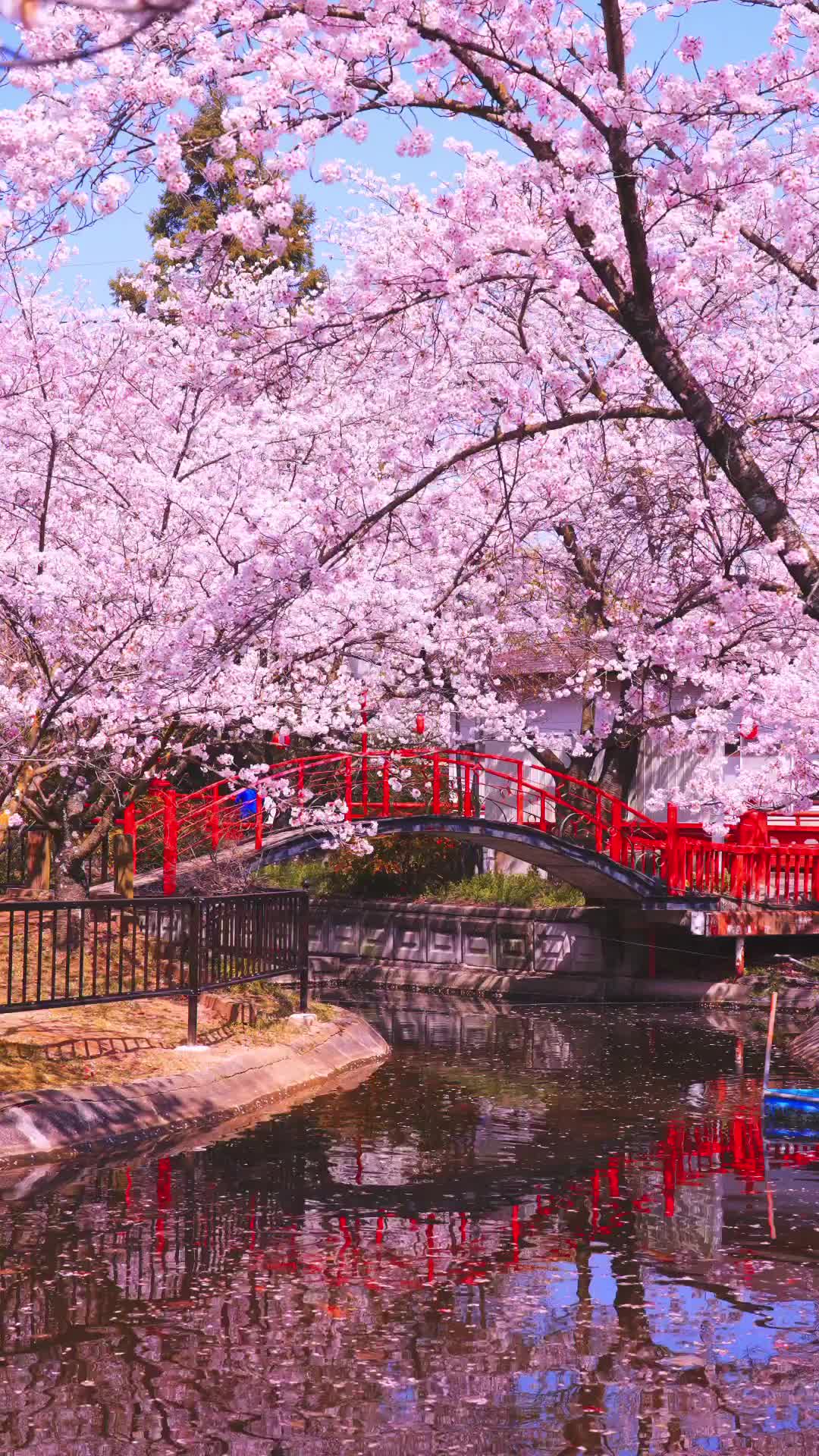 Spectacular Cherry Blossoms at Asahiyama Forest Park
