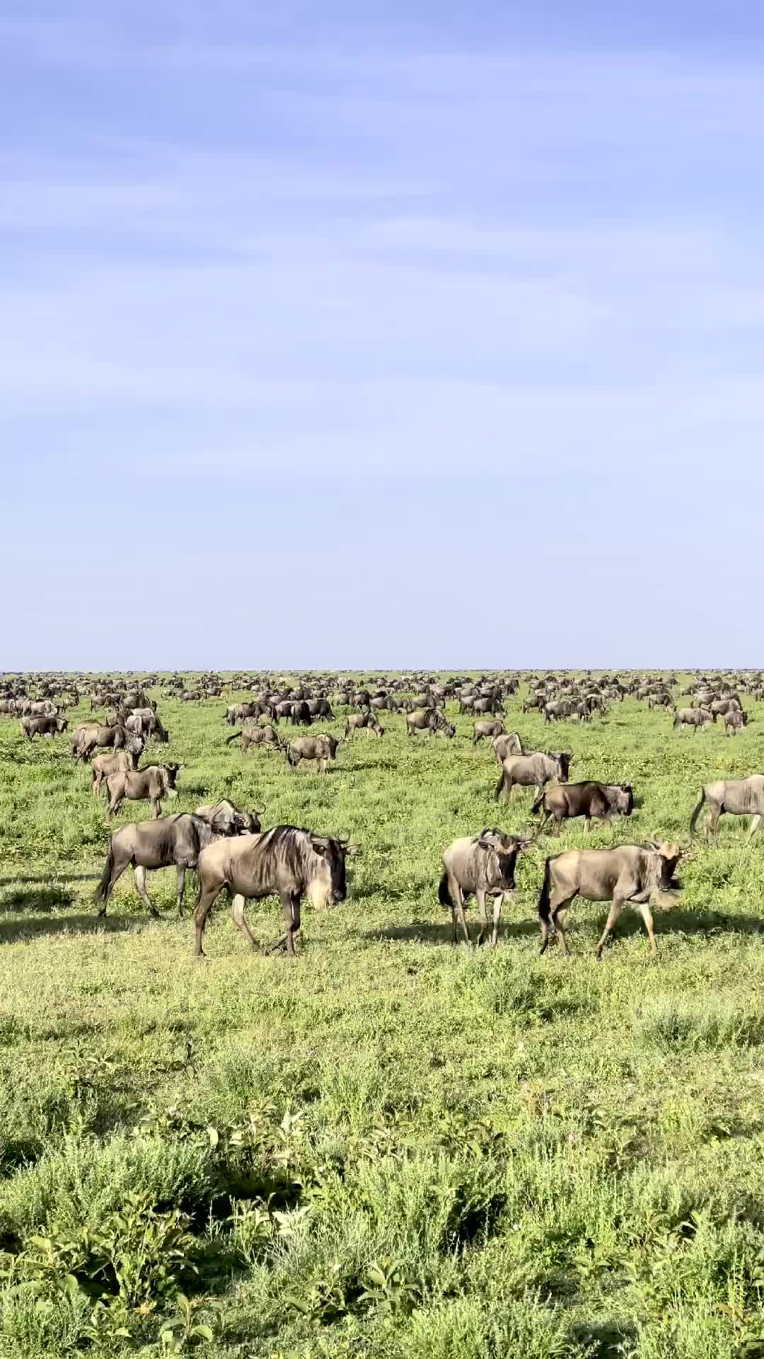 Have you ever seen the Great Migration? Well, it’s a thing of beauty, that’s for certain.

Been in Ndutu for the past week, an experience filled with magnificent sights including the great migratory herds of East Africa made up of nearly 2 million wildebeest, gazelle & zebra.

#TandaAfrikaSafari #serengeti #ndutu #safari #africa #nature #marlondutoit