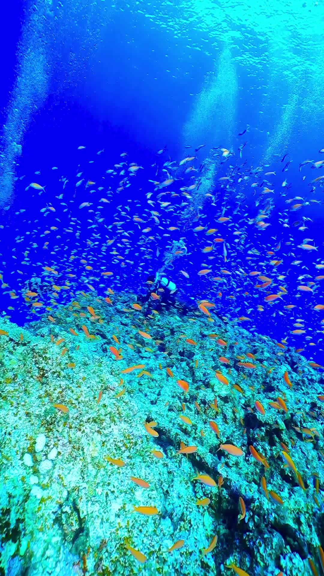Beautiful Diving in Okinawa's Pristine Waters