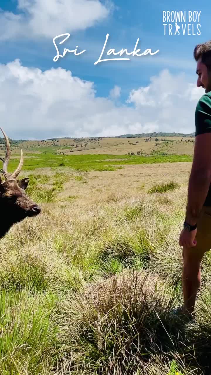 Meeting a Friendly Sambar Deer in Sri Lanka's Horton Plains