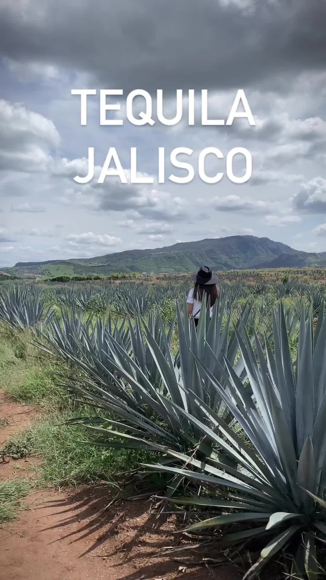 Explore Tequila, Jalisco with @jaliscomiamortours ✨