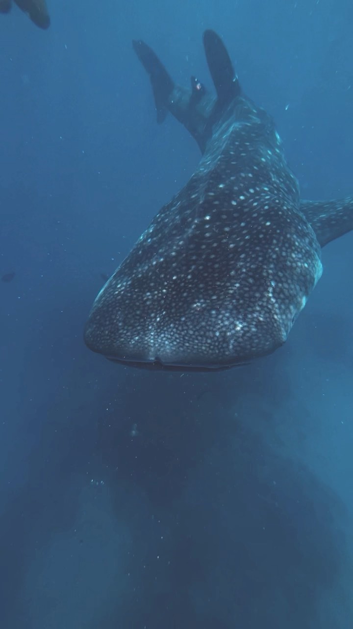 20/08/22 @hanifarubay
.
.
@oceanfanaticsreethibeach 
@reethibeachresort
.
.
.
#hanifaru #manta #whaleshark #maldives🇲🇻 #baaatollbiospherereserve #shotoniphone