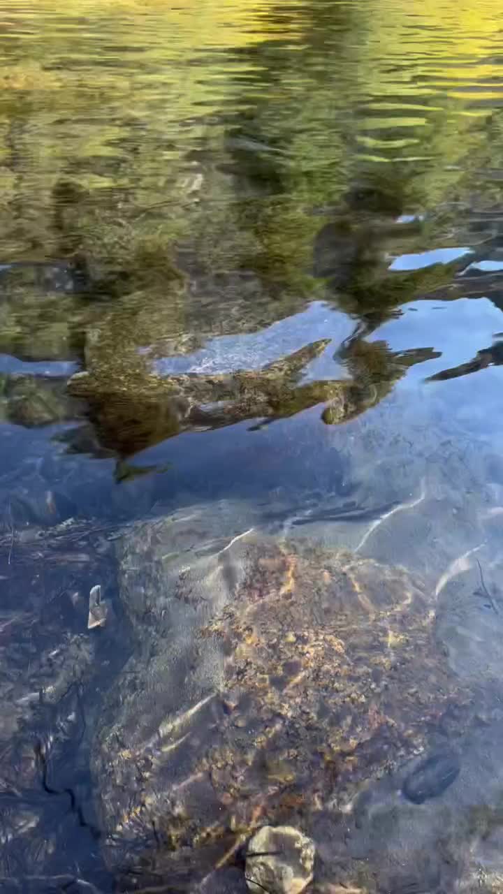 Discover Kings Canyon National Park | Nature's Wonderland