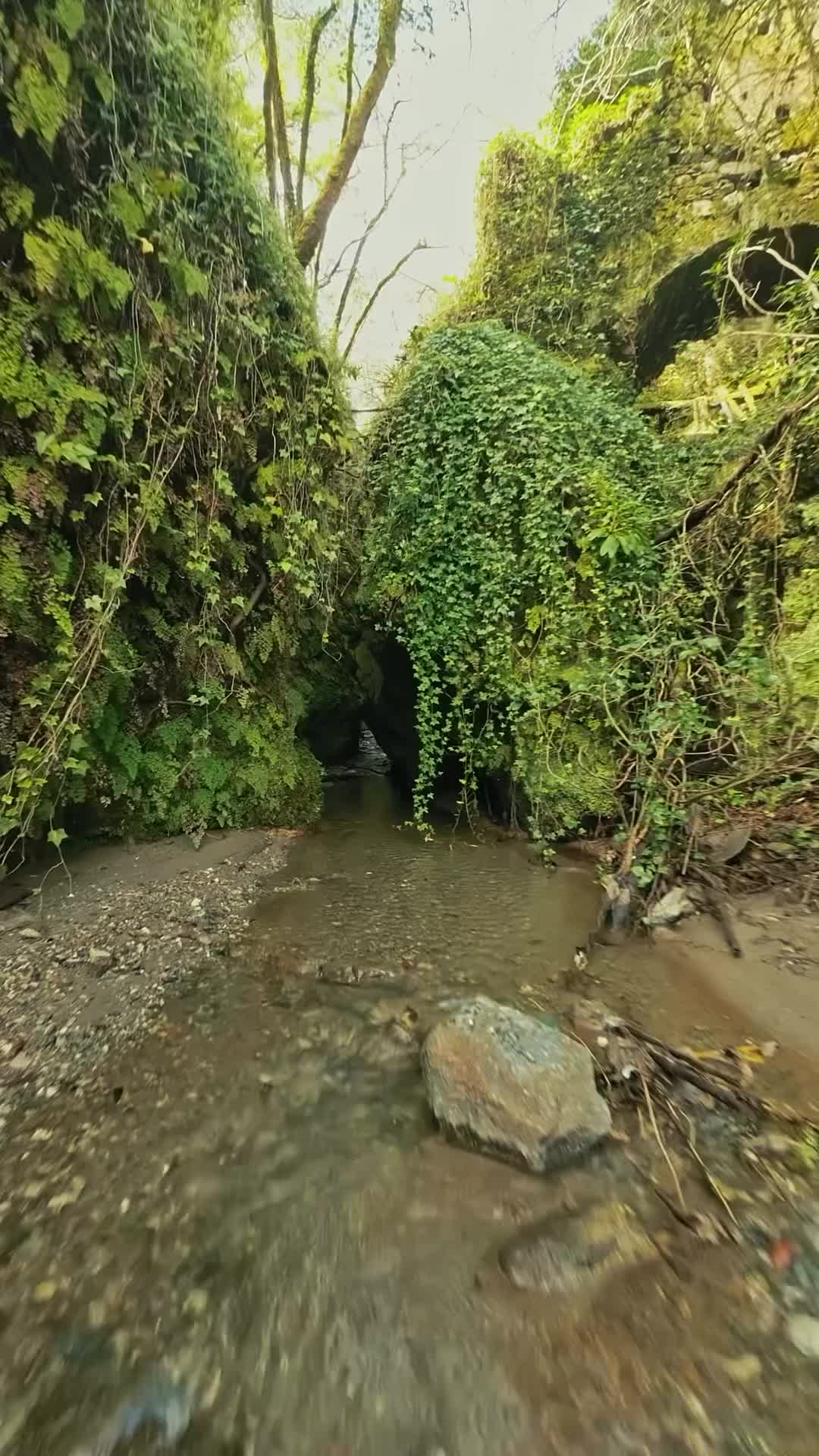 La Grotta dei Mulini a Sant’Anna di Seminara (RC) 
.
Ricorda molto il sentiero dei sogni di Sangineto ma qui il percorso è praticamente sempre dentro al ruscello. Posto ancora poco conosciuto a 30 minuti di macchina da Reggio! Meglio non andarci da soli. 
A quanto ho capito questo posto è stato scoperto da alcuni ragazzi che fanno parte dell’associazione Terramala di Seminara. Non so altro, ma è assurdo 
.
#grottadeimulini #seminara #santannadiseminara #ruscello #djavata #djiitalia #beautifuldestinations #voyaged #sud #suditalia #southitaly #visititaly