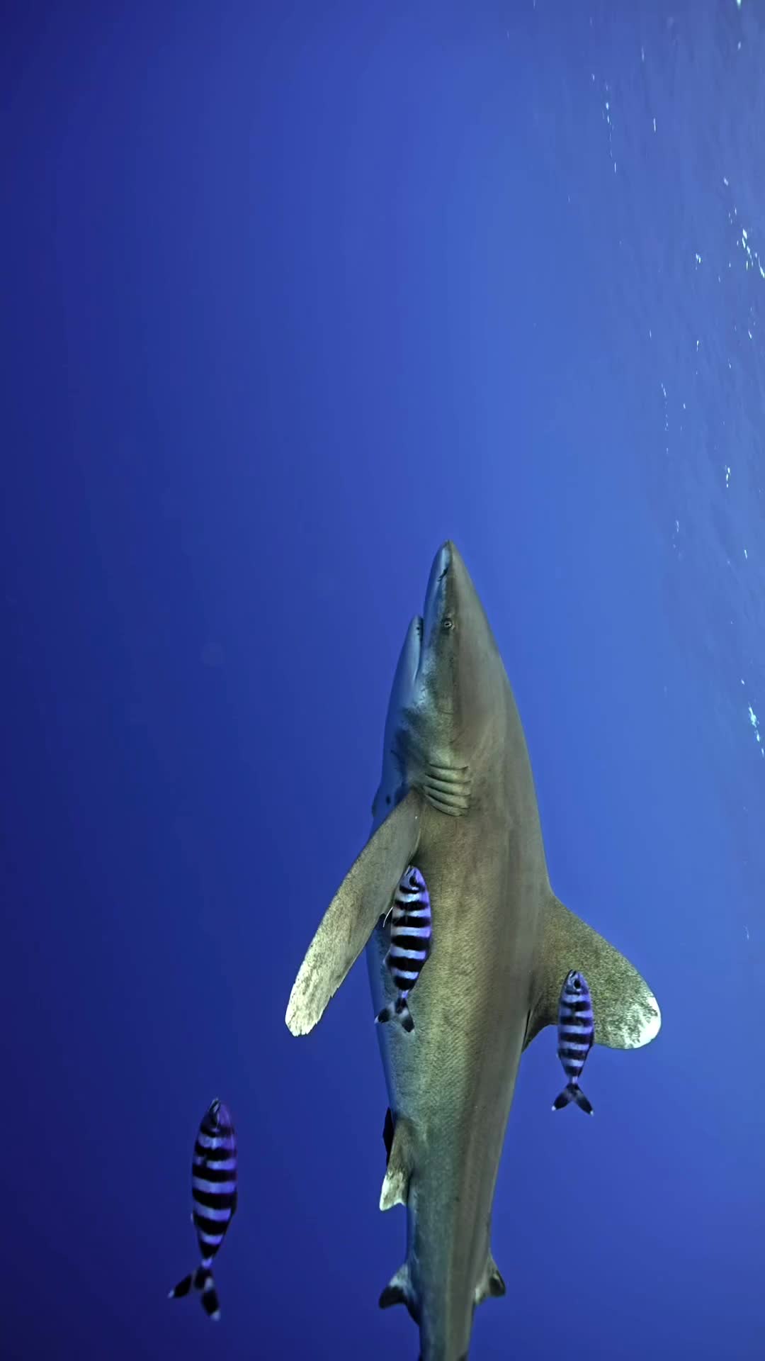 Majestic Oceanic Whitetip Shark Encounter in Maldives