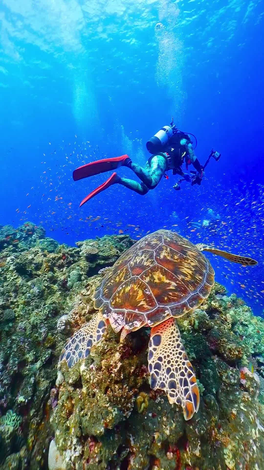 Stunning Underwater Adventure in Tinos, Greece
