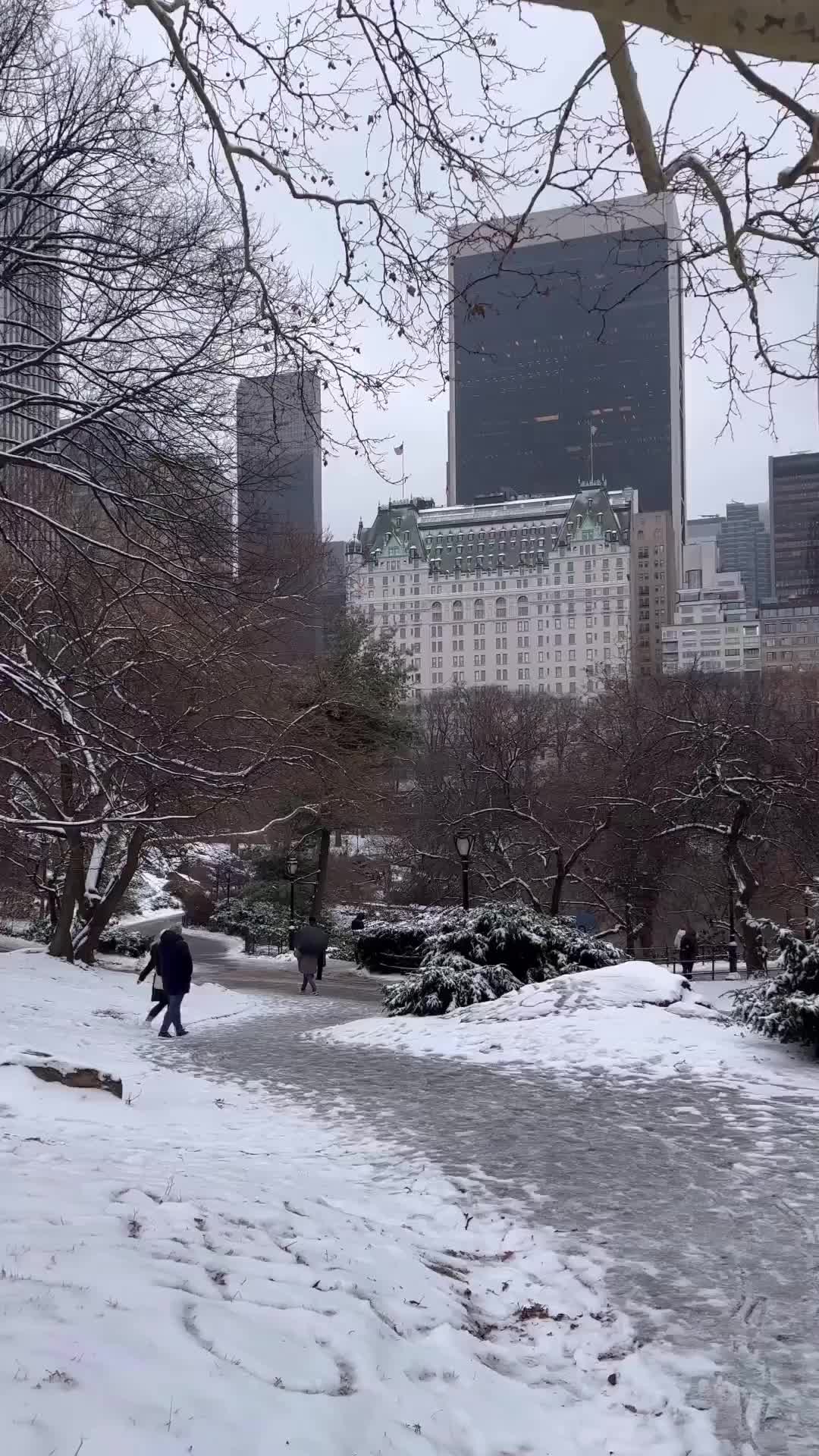 Snowy Central Park in New York City Today! ❄️✨