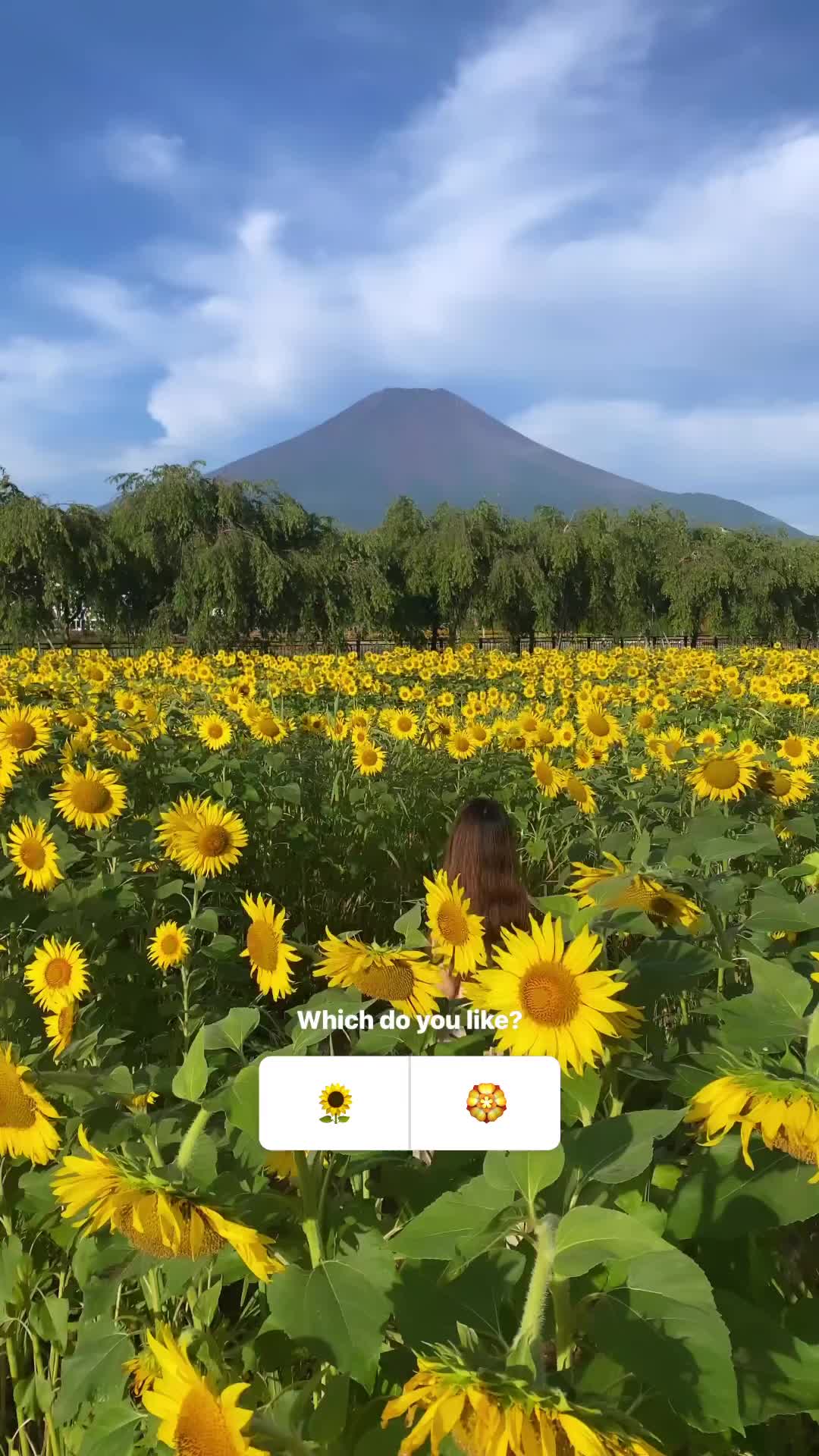 Mt. Fuji and Flowers at Yamanakako Hananomiyako Park