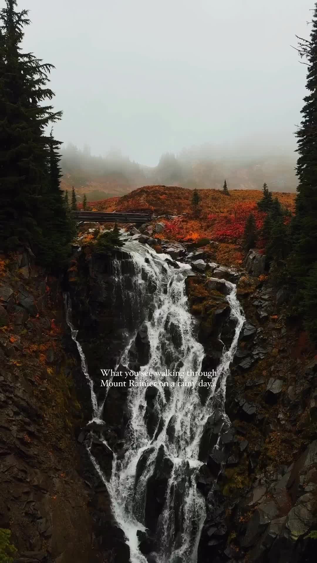 Autumn Bliss at Mount Rainier: Nature's Solo Show