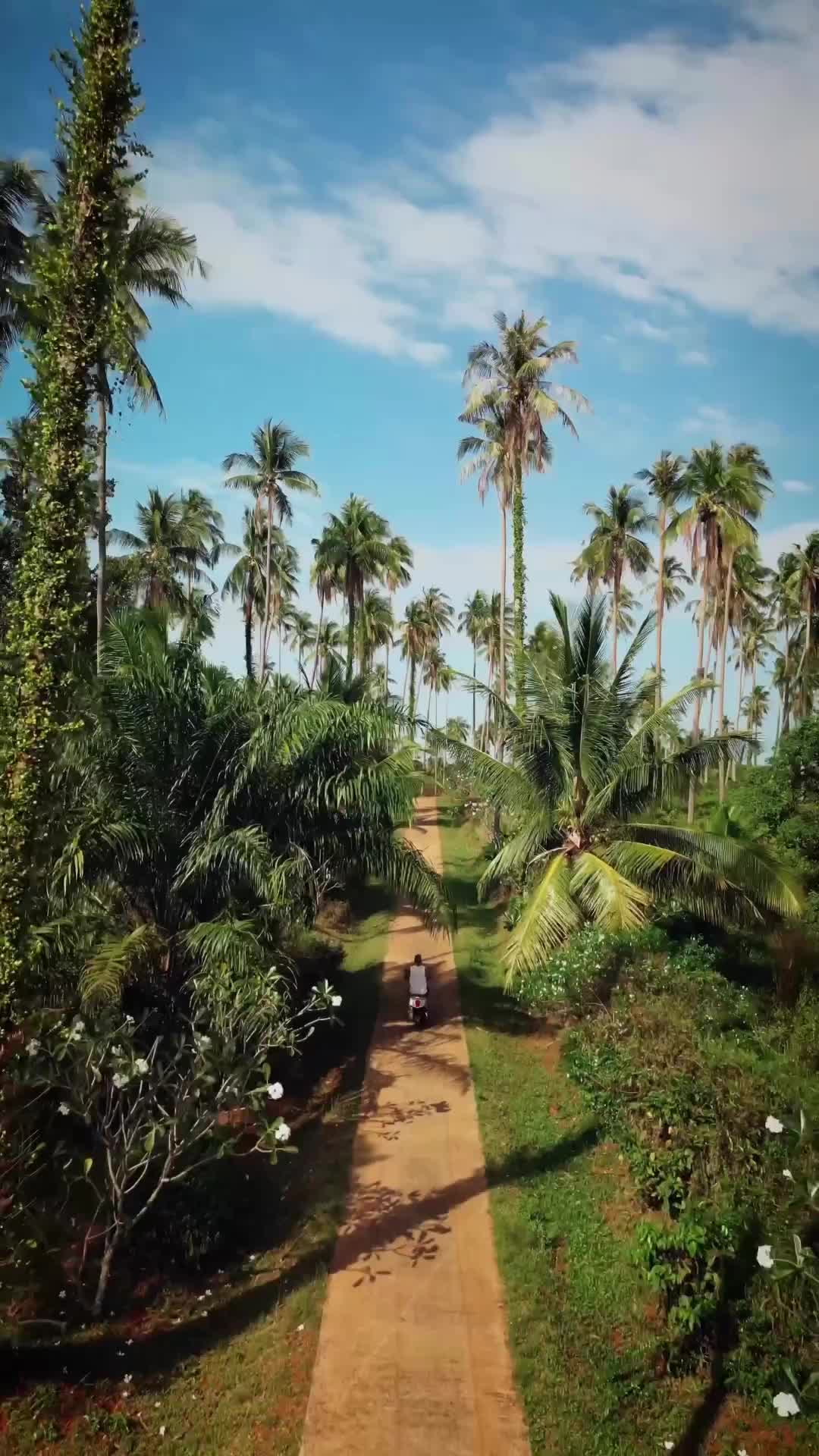 Enjoy Life Under Ko Mak's Palm Trees 🌴