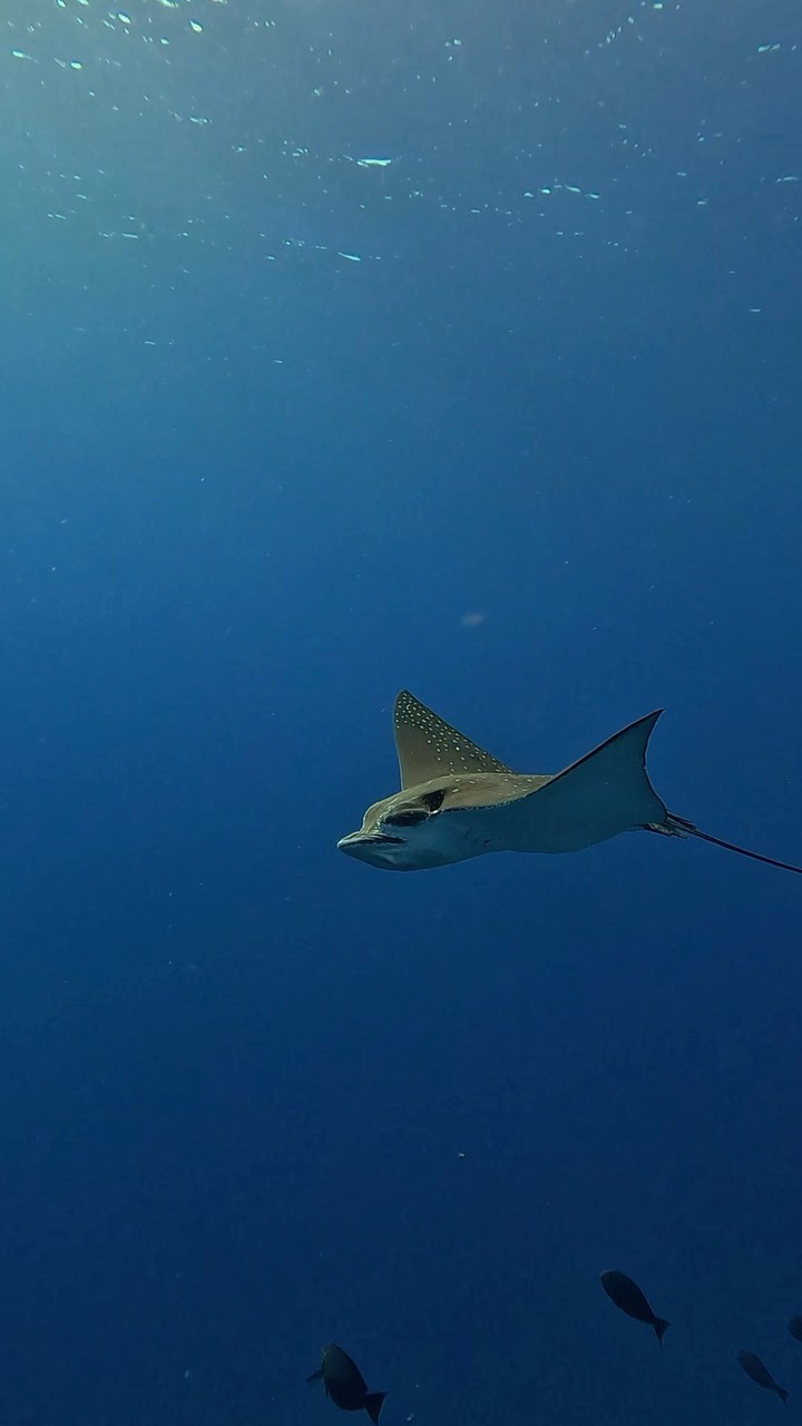 Rays for dayys 🤩
.
.
@oceanfanaticsreethibeach 
@reethibeachresort 
.
.
.
#eagleray #ocean #padi #paditv #scuba #scubadiving #underwater #sealife #sea #gopro #discover