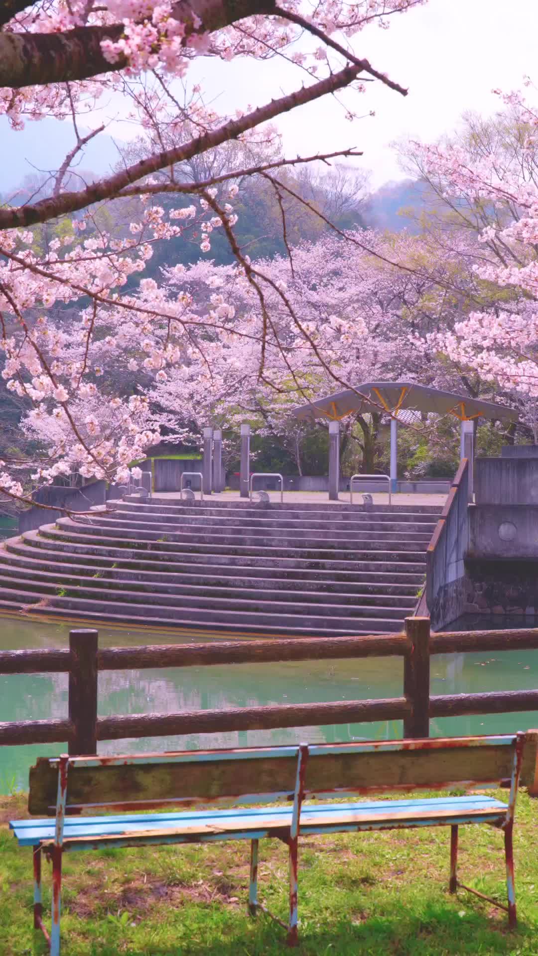 250 Cherry Blossoms at Togawa Dam Park