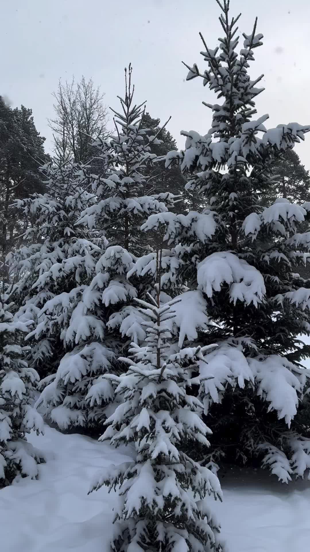 Happy 2024 from Snowy Oslo, Norway! 🇳🇴