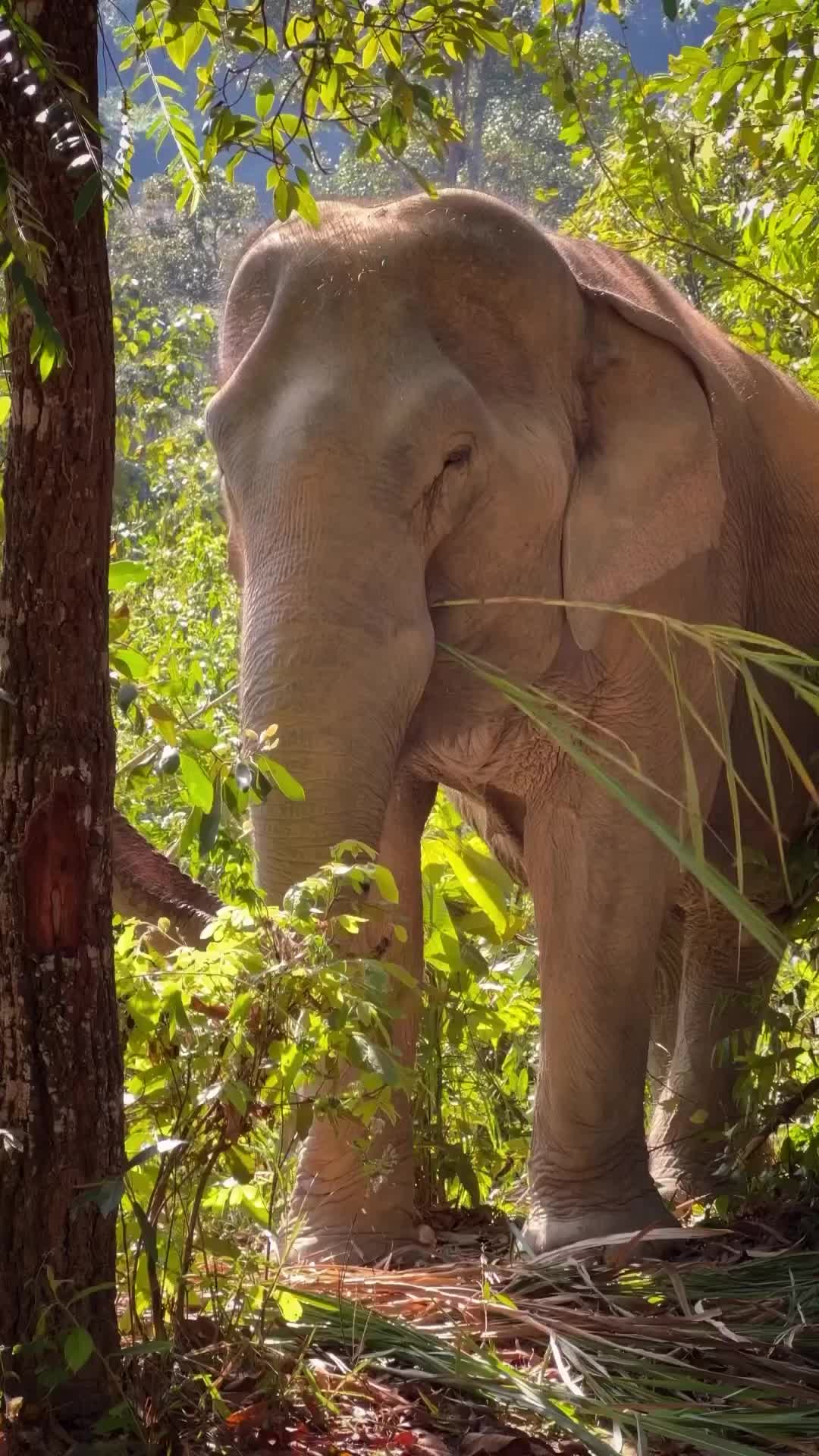 Best Ethical Elephant Sanctuary Near Chiang Mai