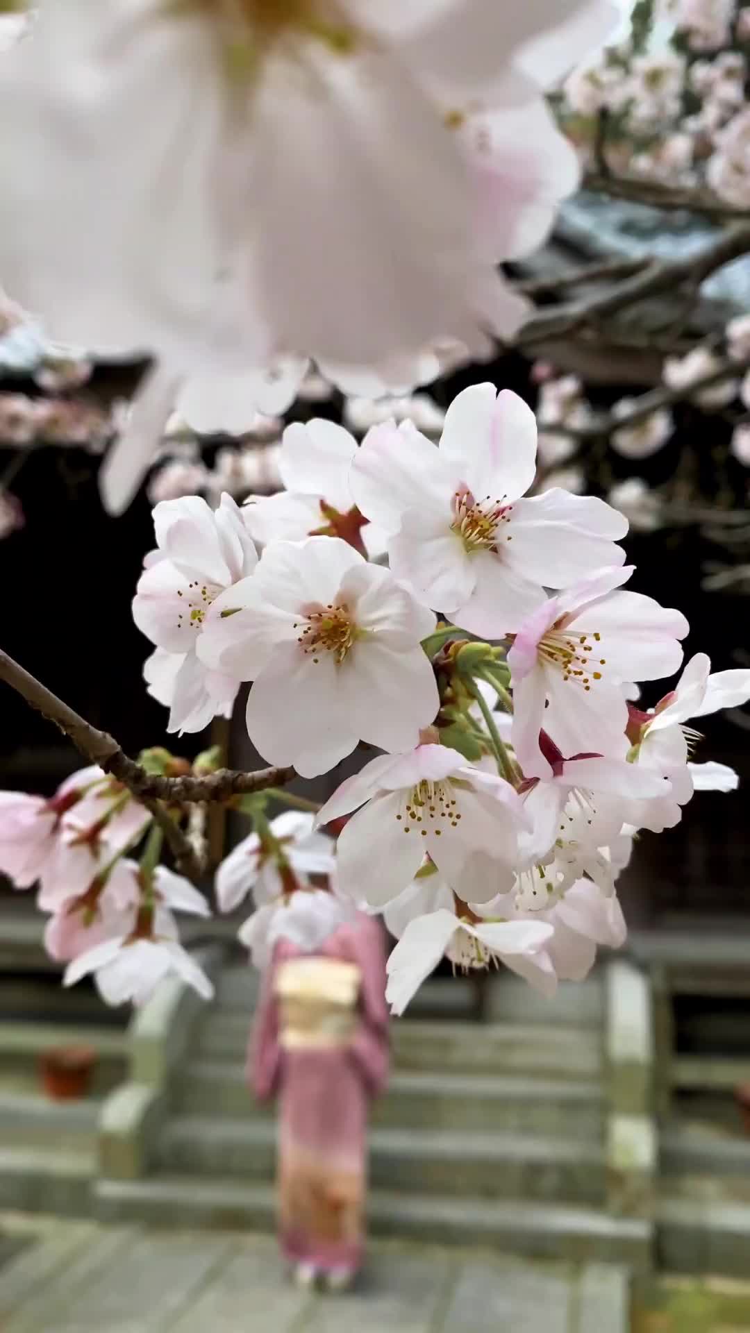 Cherry Blossom Season in Iwakuni, Japan 🌸