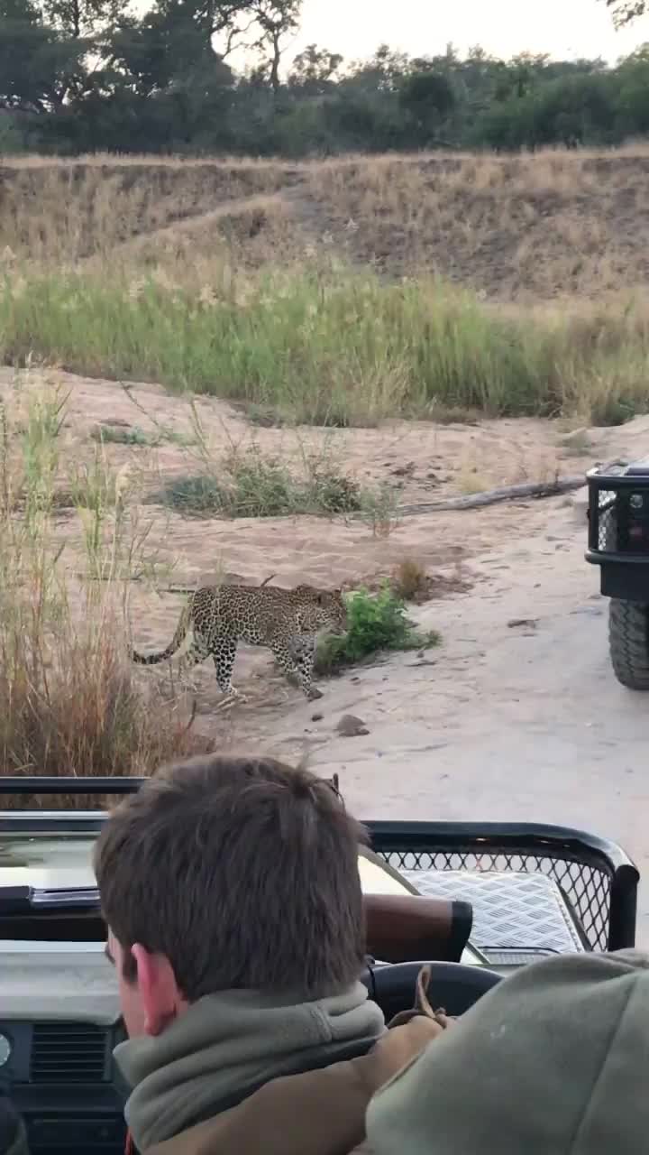 Leopardess Walks Between Safari Vehicles in South Africa
