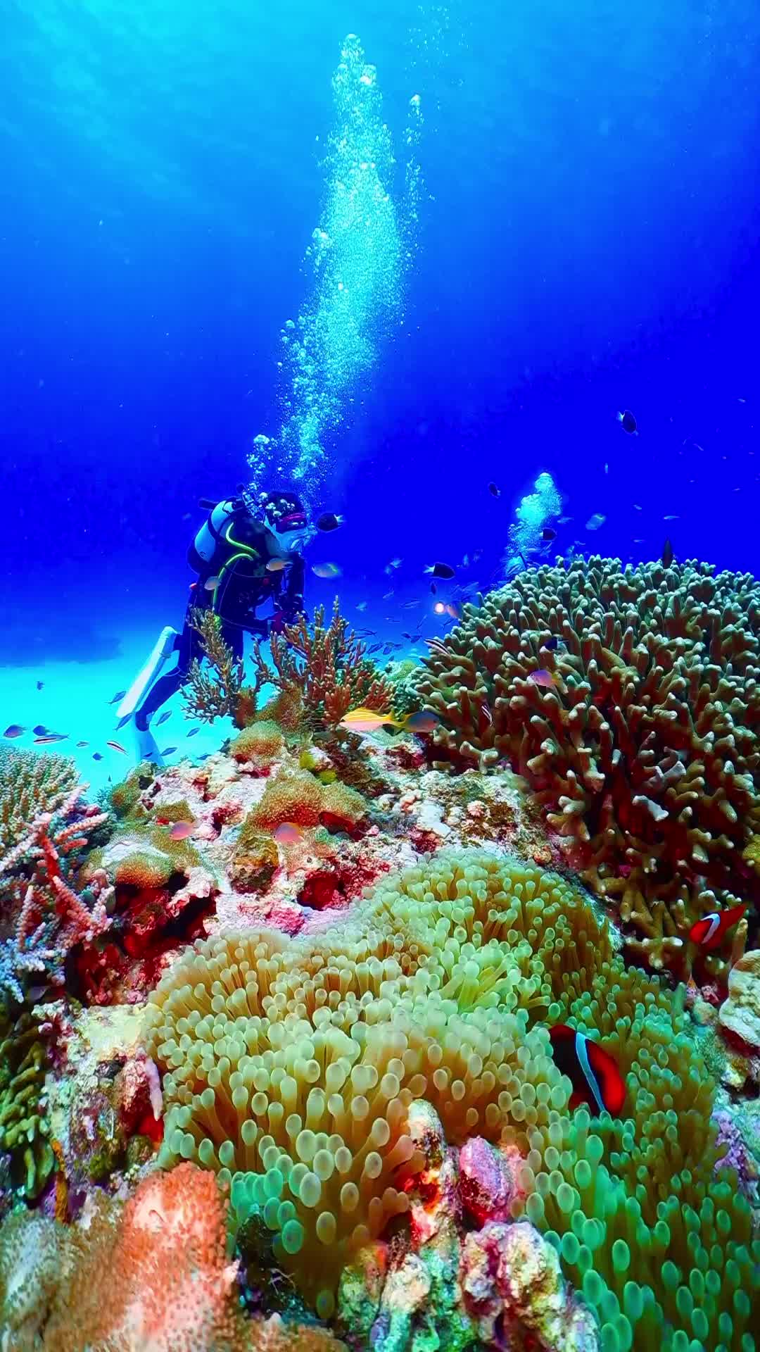 Explore Underwater Beauty in Okinawa's Coral Reefs