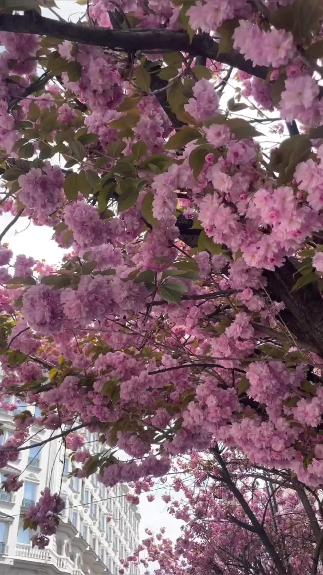 Spring in Skopje: Cherry Blossoms & City Life 🌸