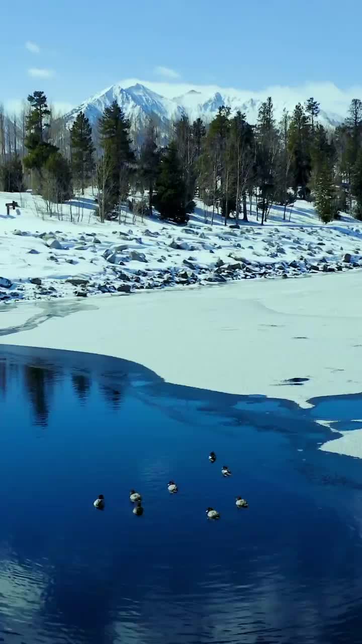 Winter Ducks Enjoy Freezing Waters by Mt. Elbert