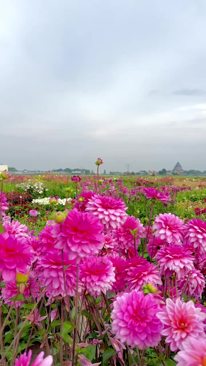 Hey Colorfull Dahlia 🤩
📍 De Tulperij Voorhout, Netherlands 

Which one is your favorite color? 
.
.
.
.
.
.
.
.
.
.
.
.
.
.
.
.
.
.
.
.
.
#Dahlia #dahliaseason #dahlias #dahliagarden #flowers #flowersofinstgram #summer #summerflower #summerinlisse #lisse #lissenetherlands #lisseflowers #summervacation #summervibes #womantravel