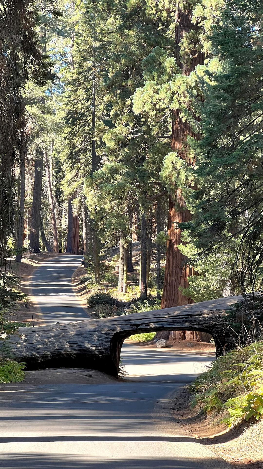 Sequoia's Majestic Wonders and Gourmet Delights
