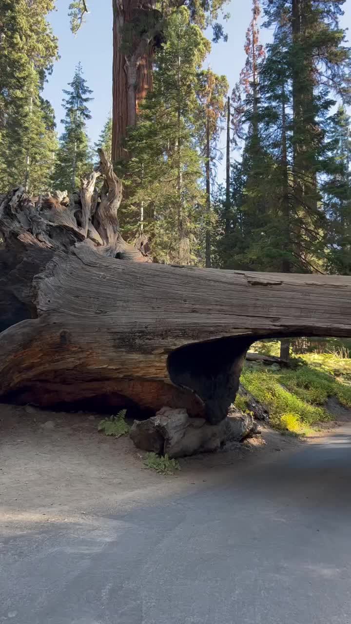 Drive Through Tunnel Log in Sequoia National Park