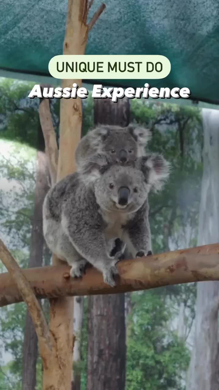 Unique Aussie Experience: Breakfast with Koalas