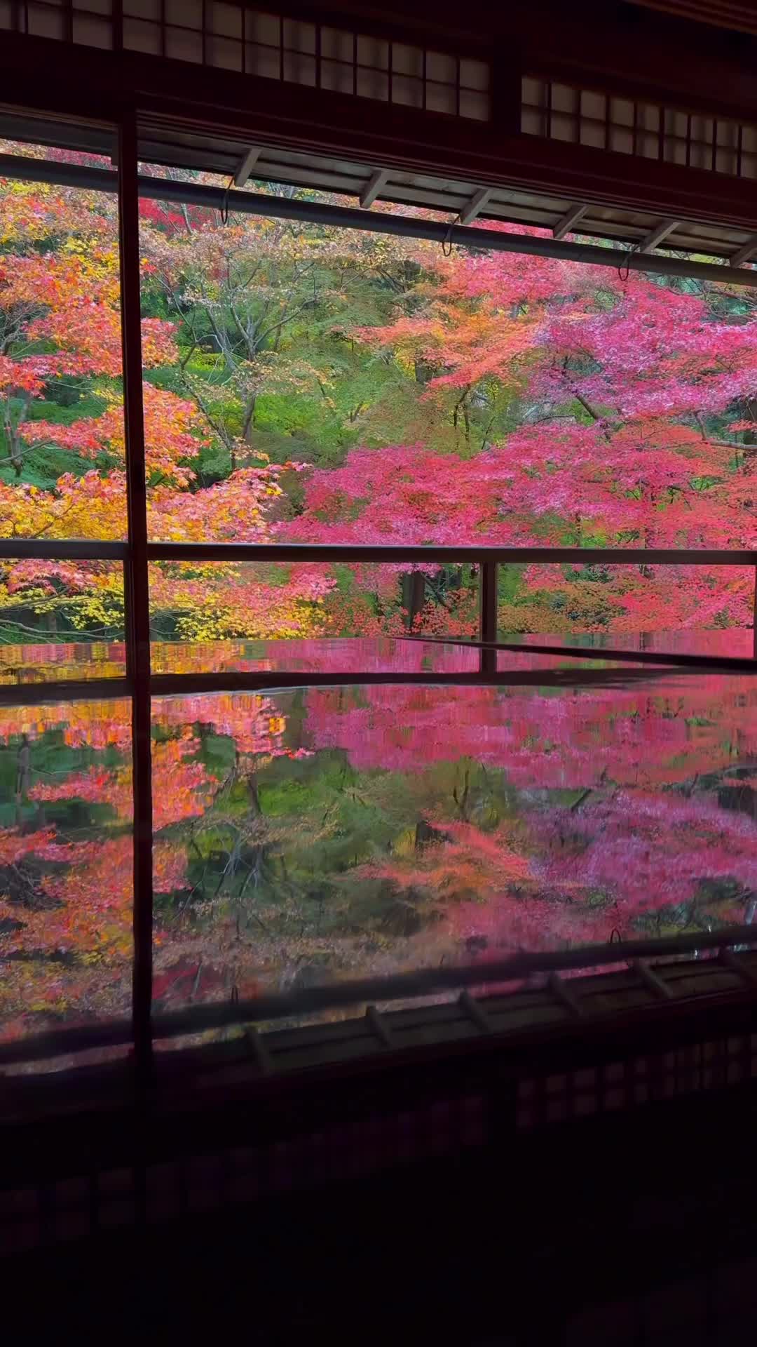 Stunning Fall Views at Rurikō-in Temple, Kyoto