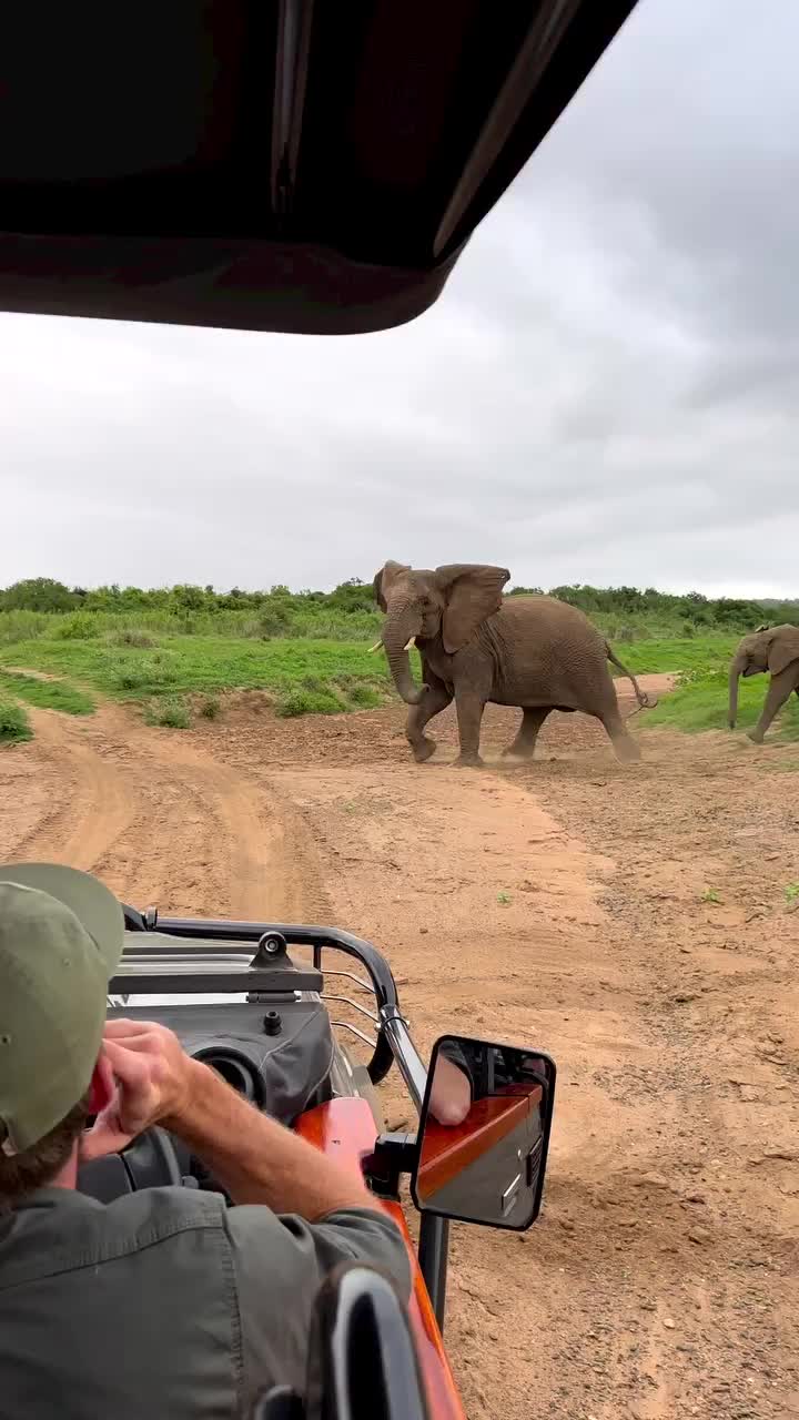 Majestic Elephant Encounter at mFulaWozi Wilderness