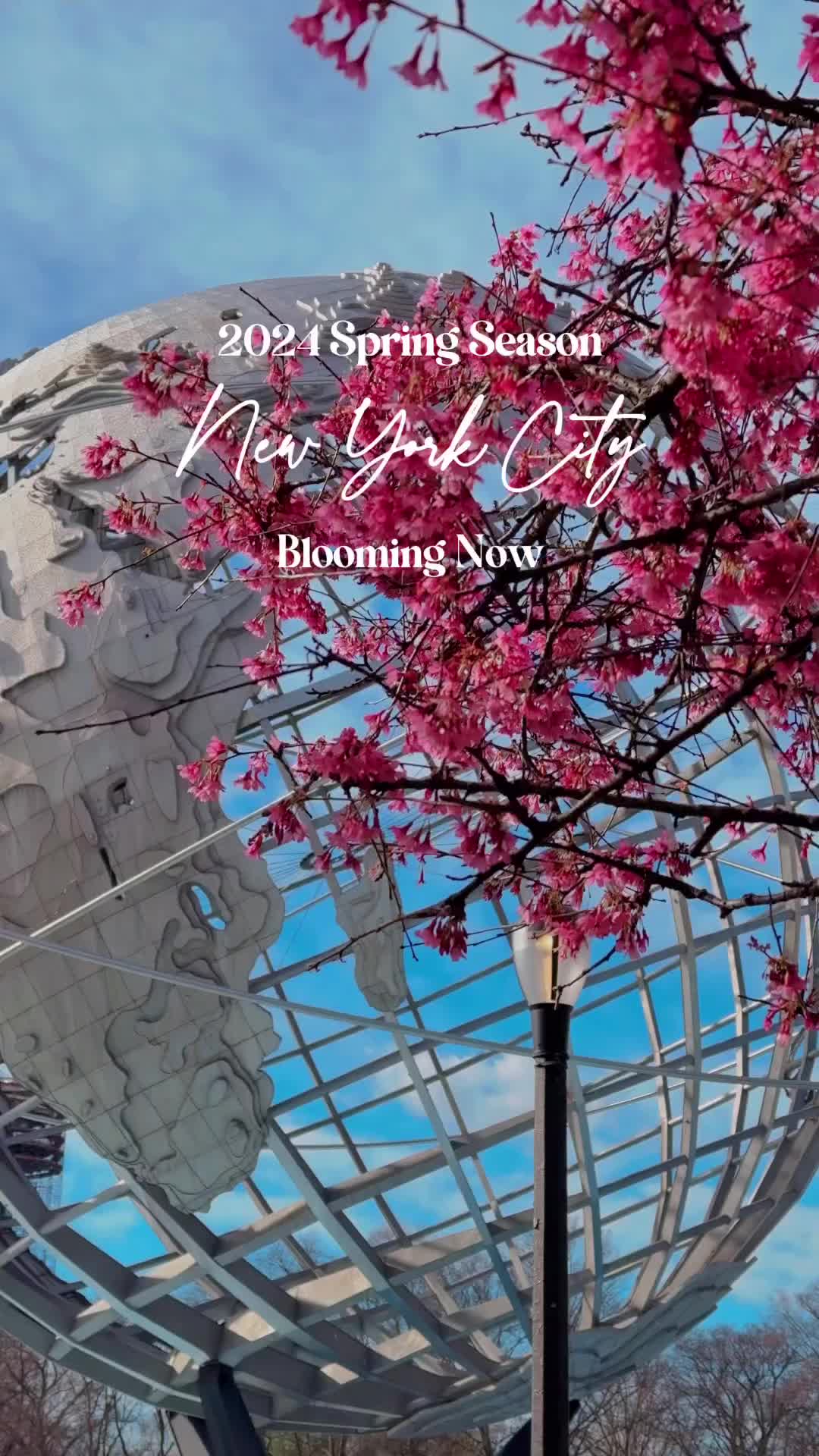 NYC 2024 Spring: Cherry Blossoms at Flushing Meadows