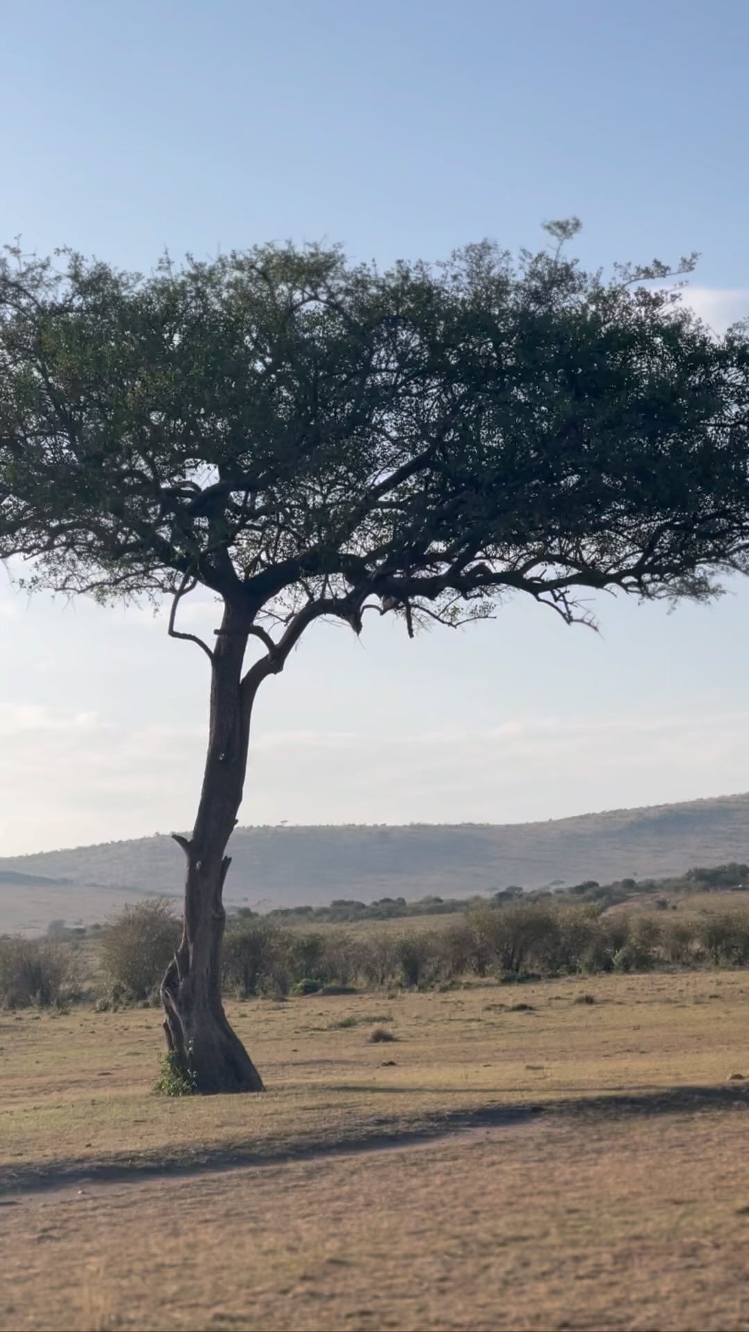 Safari Splendor: 2-Day Masai Mara Marvels