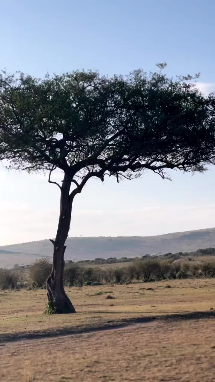 Beautiful Maasai Mara Landscape in Kenya