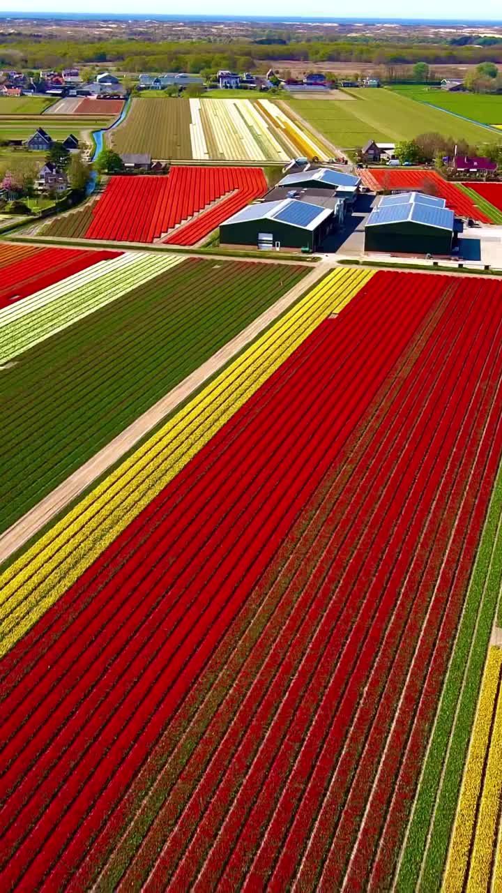 Discover the Stunning Tulip Fields of Lisse, Netherlands