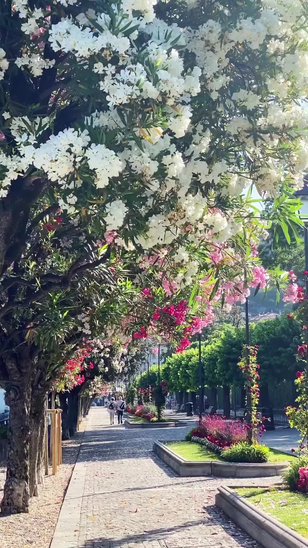 Summer in Bellagio: Discover Italy's Blossom Paradise