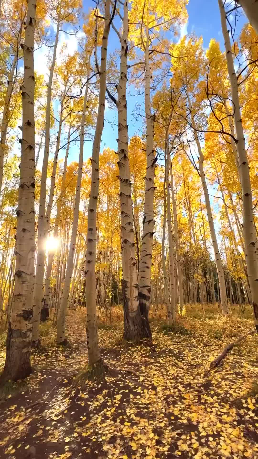 Experience Autumn Bliss on the Colorado Trail