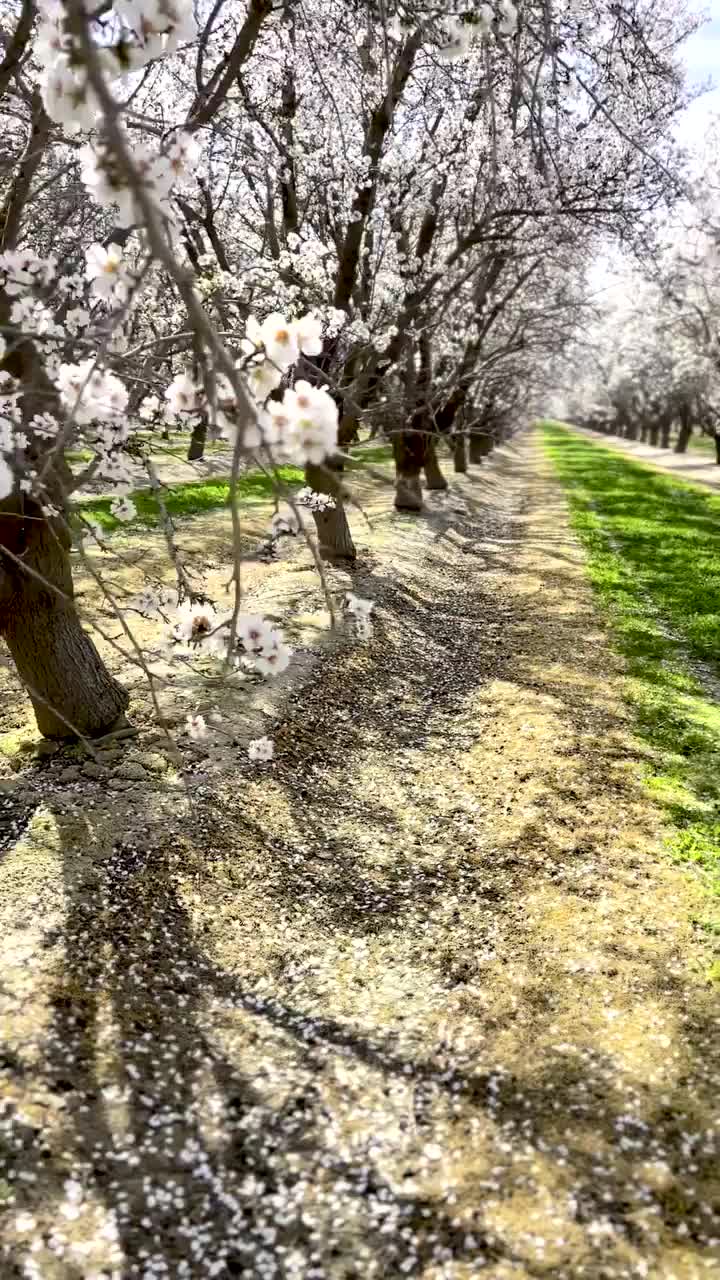 California Spring Beauty: Explore Bakersfield's Blossoms