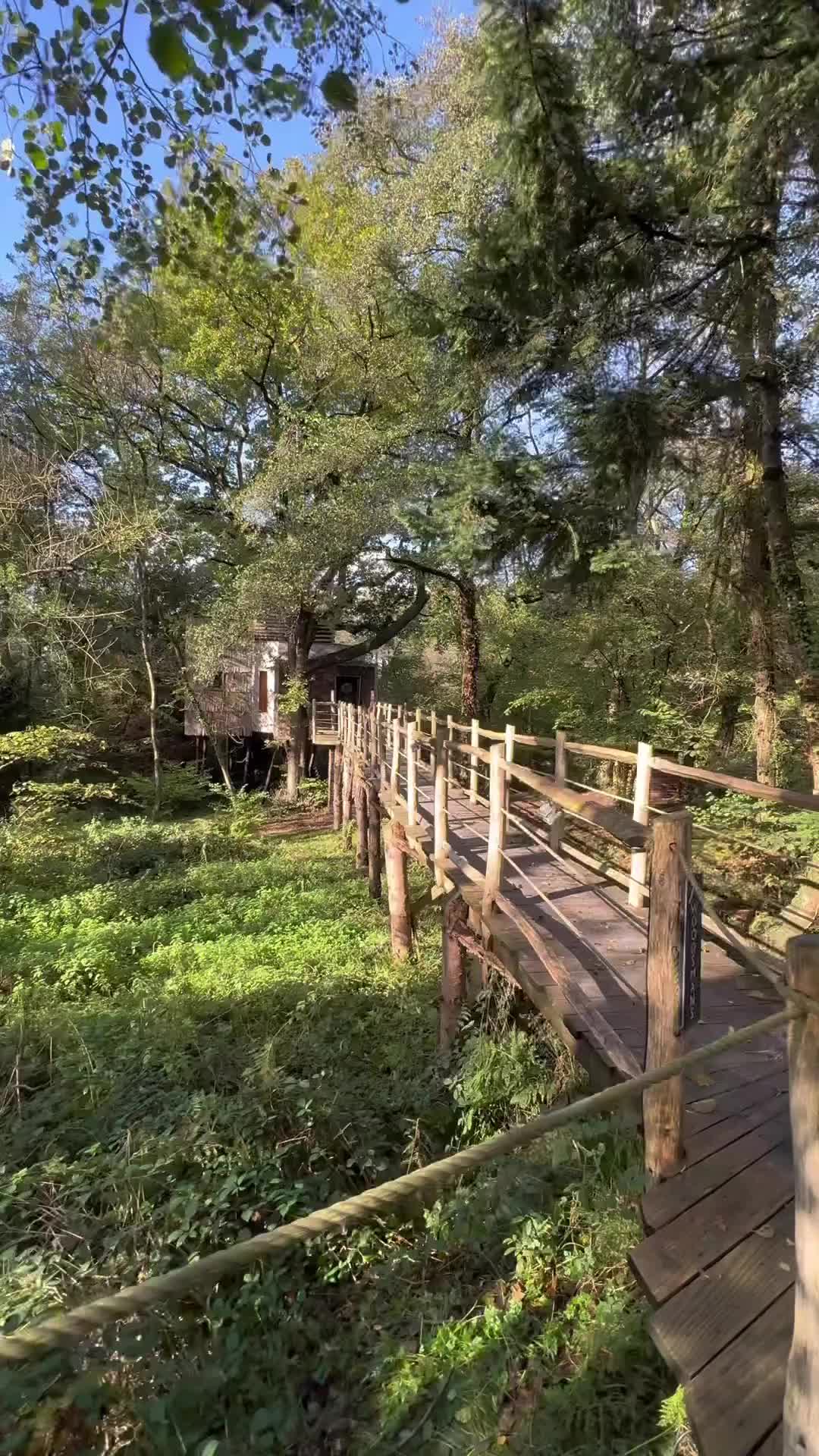 Magical Autumn at Mallinson's Woodland Retreat 🍂🌟