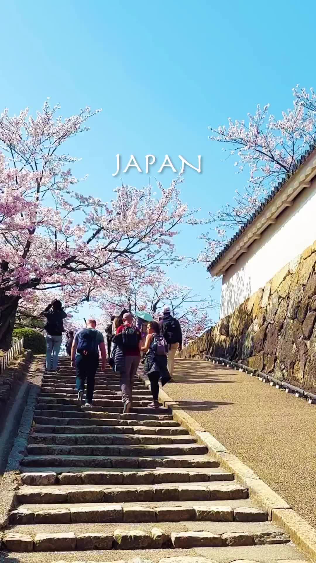 What would you like to do in Japan?🥰

#japantravel #japantrip #インバウンド #鳥居 #姫路城 #宮城旅行