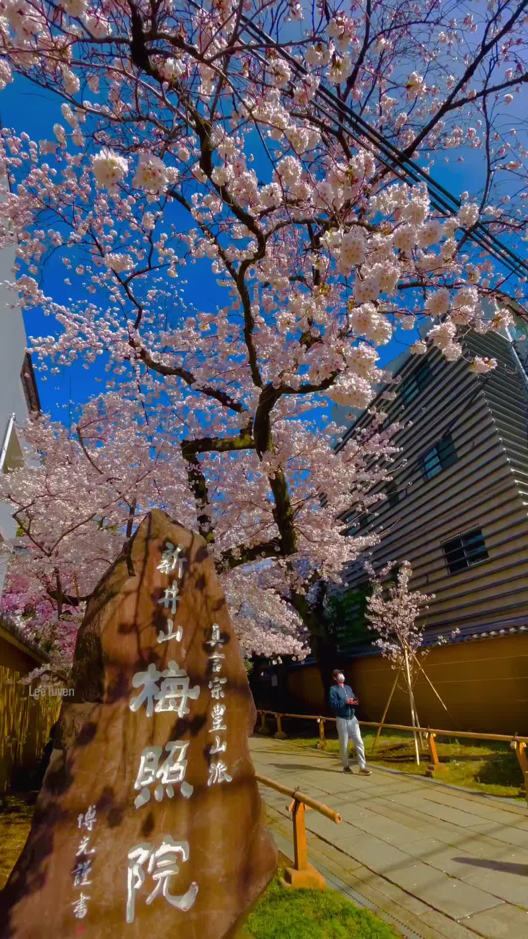 Tokyo Cherry blossom 🌸🌸🌸

📍 Nakano 🇯🇵

Follow us for more daily content @leetuyen239

Thanks you very much 🙌🏻

#japanlife #daily #japandaily #japan_of_insta #japantrip #japantravel #reels #anime #reelsinstagram #japanreels #japanvibes #leetuyen106 #view #viewforview  #viral #sunset #love #quotes #insta #vibes #nature #explore #visittokyo #visitjapan #travel #vietnam #japan #tokyo #nhậtbản