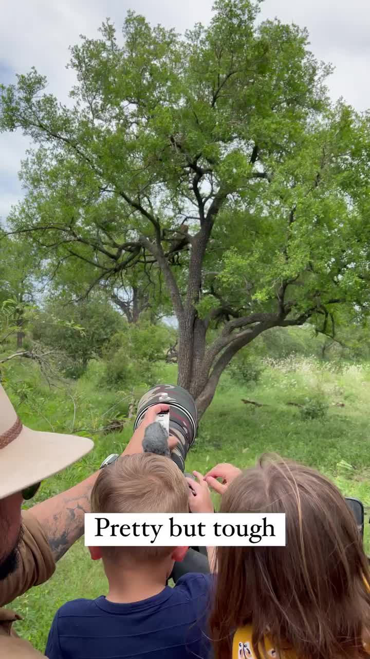 Hyena Waits Below Tree with Impala Kill | Safari Adventure