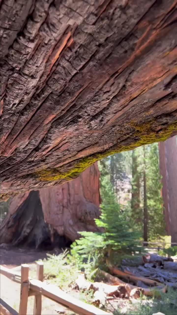 Exploring Giant Sequoias at Kings Canyon National Park