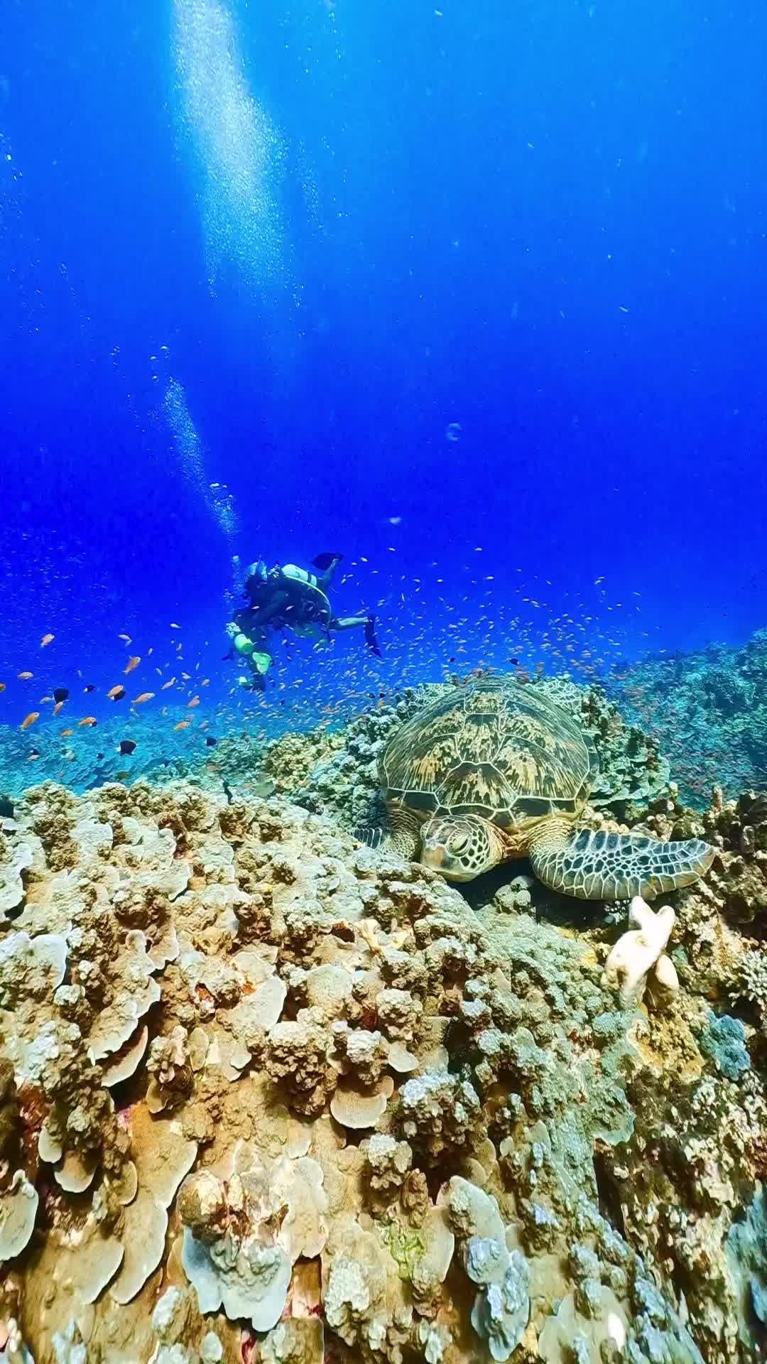 Sleepy Diver's Adventure in Tarama Island, Okinawa