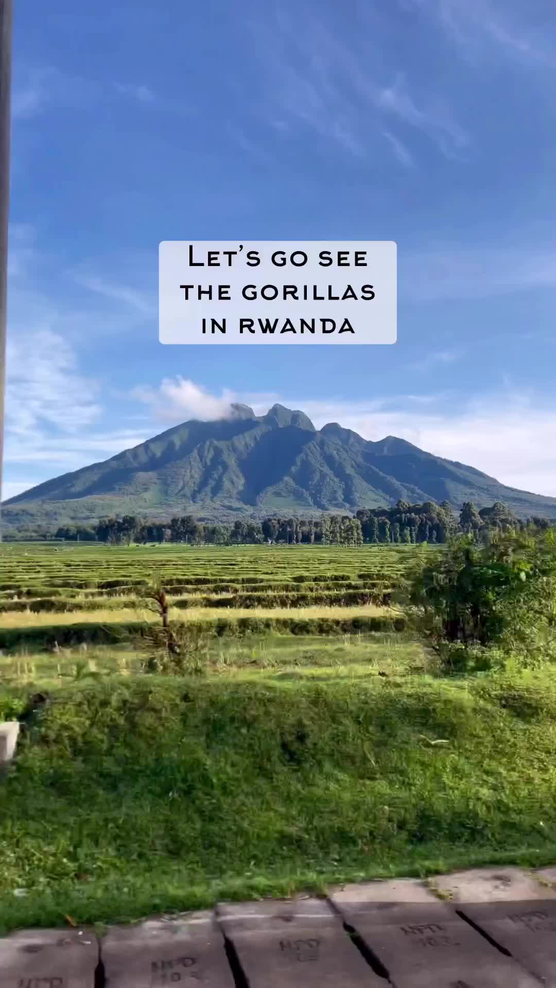 Wild Gorilla Encounters in Rwanda's Volcanoes National Park