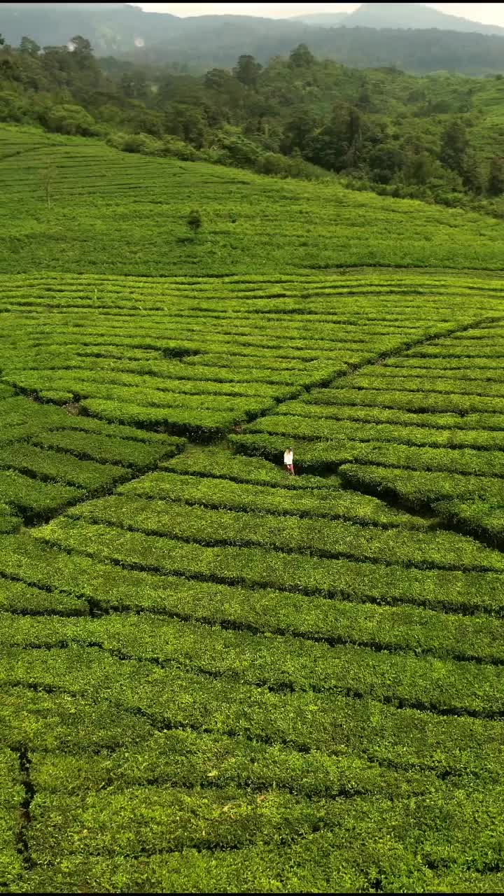 Endless Tea Fields in Bandung, Indonesia