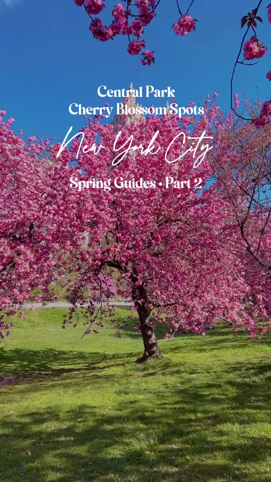 NYC Spring Guide: Best Cherry Blossom Spots in Central Park