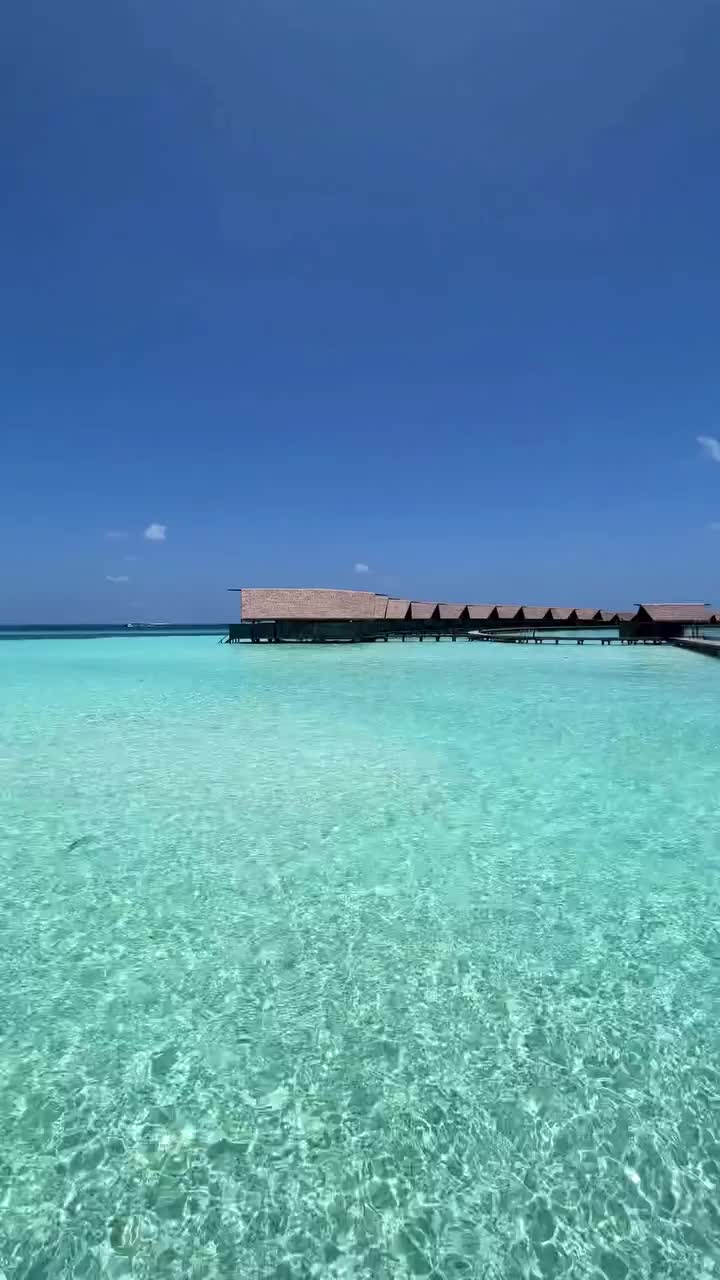 Spot a Blacktip Shark in the Maldives Paradise